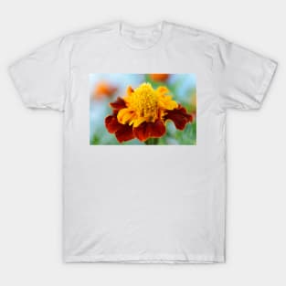 Tagetes patula  &#39;Mowgli Bicolour&#39;  Dwarf French marigold T-Shirt